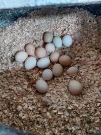 Oua de casă in Murani