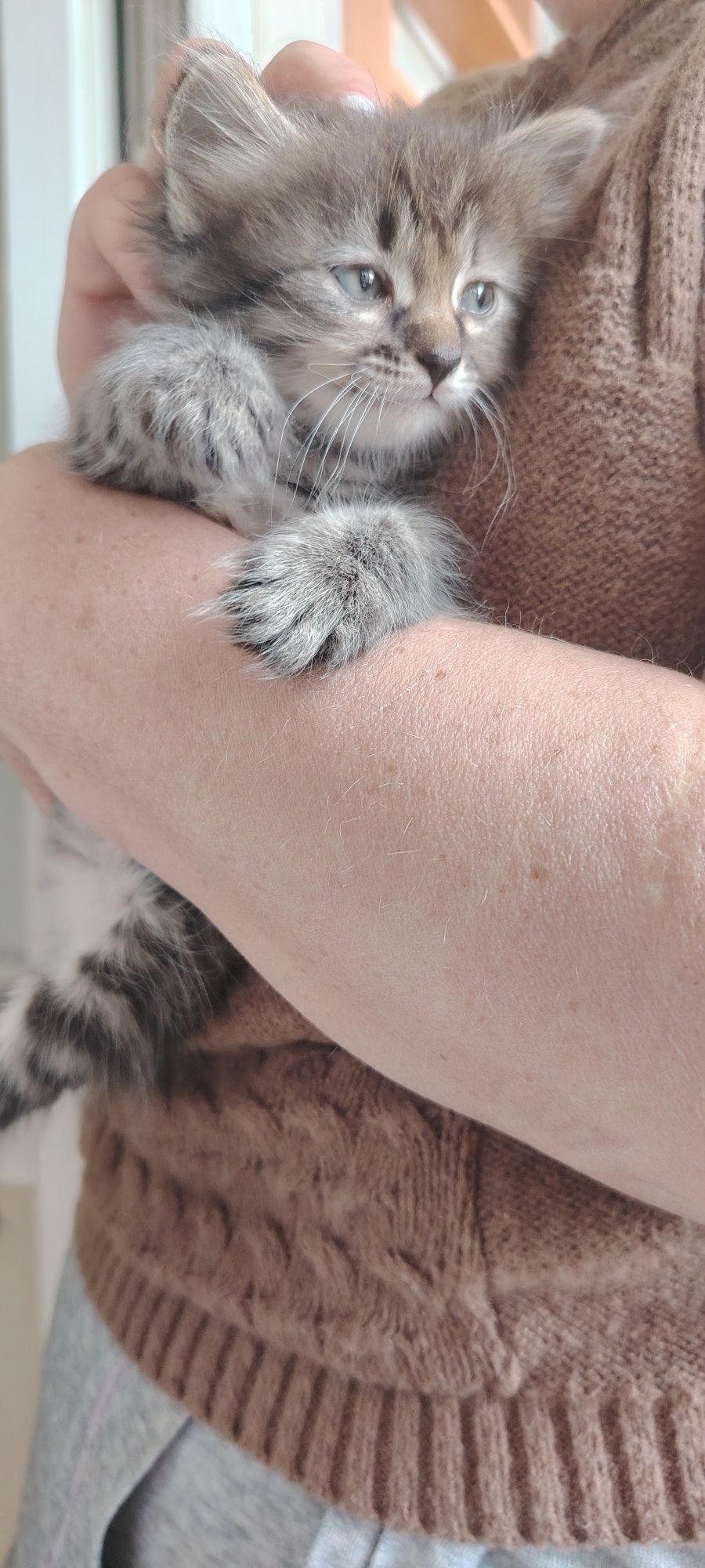 Отдам котёнка в добрые руки