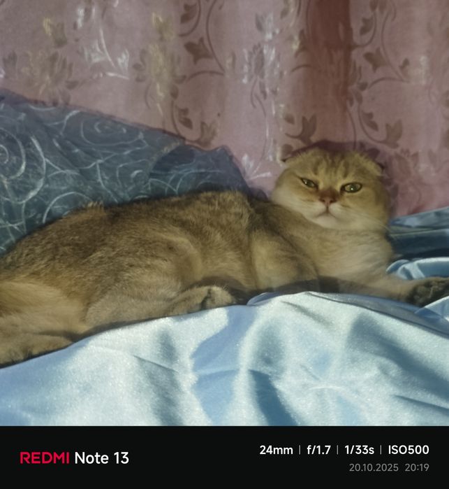 Продаётся чистокровная шиншилла