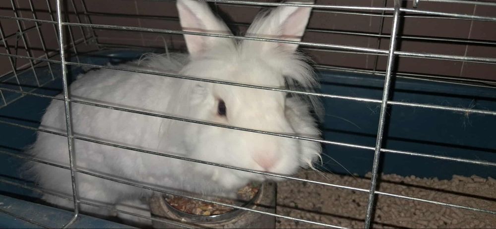 Декоративен заек