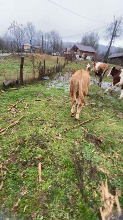 Vând doi vitei si o vitea