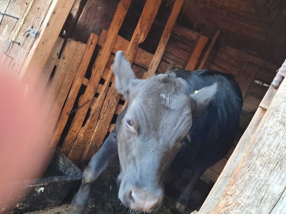Vitea Angus 10 luni de vanzare