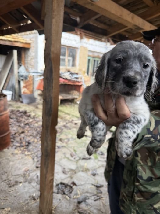 Английски сетери бебета