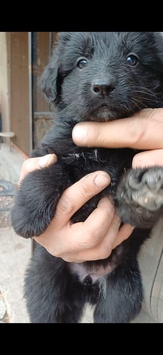 Продаётся щенки Немецкой Овчарки.