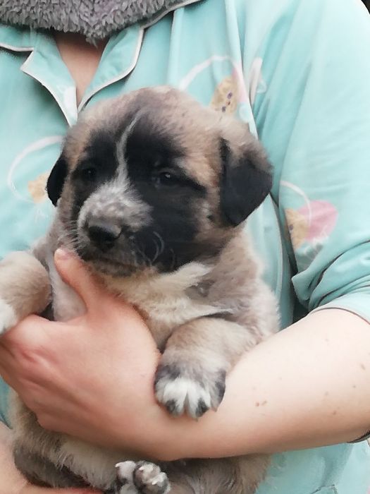 Щенята в добрые руки