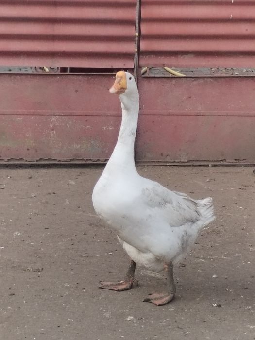 Trei băieți vor alta casa