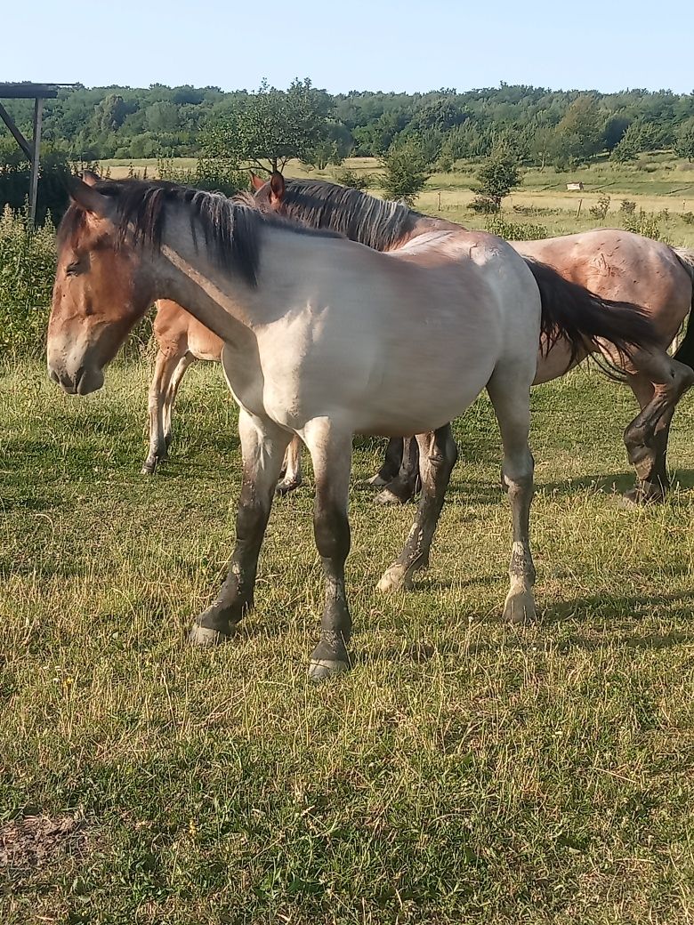 Vad mânz 1 an  și 2 luni