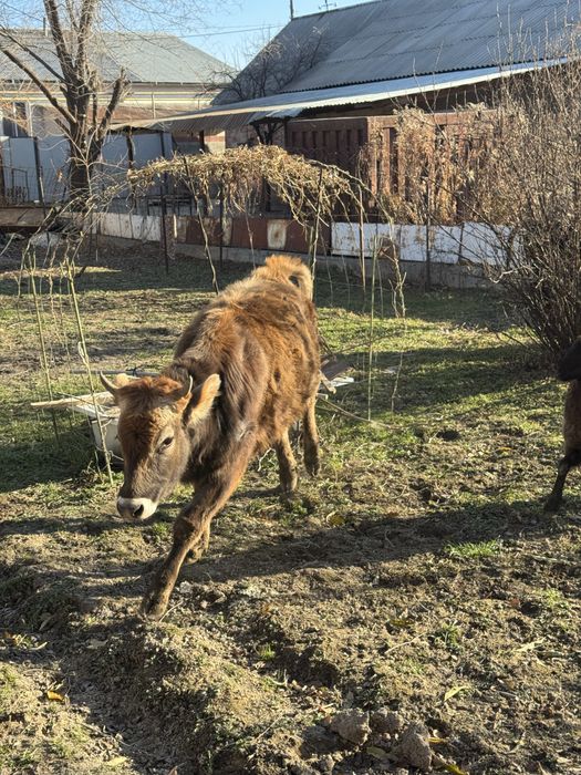 Продается бычок с телкой