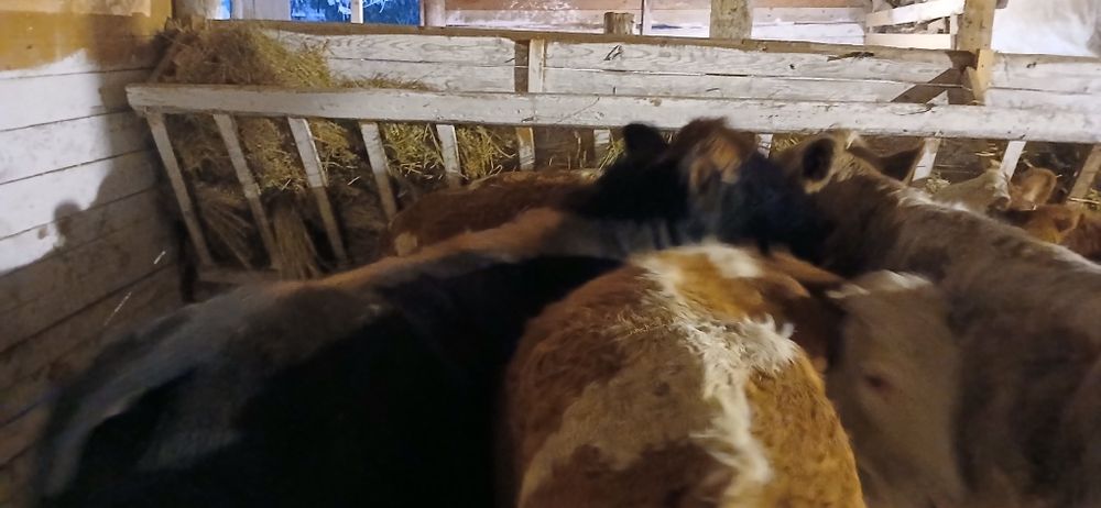 Vând viței mari înțărcati