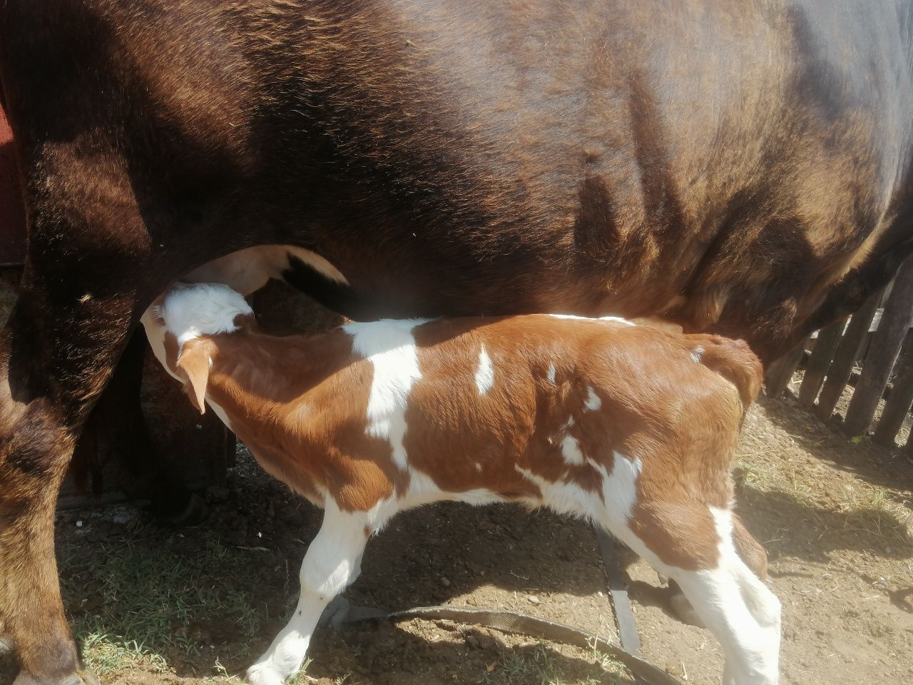 Vând vițea de rasă bâlțata
