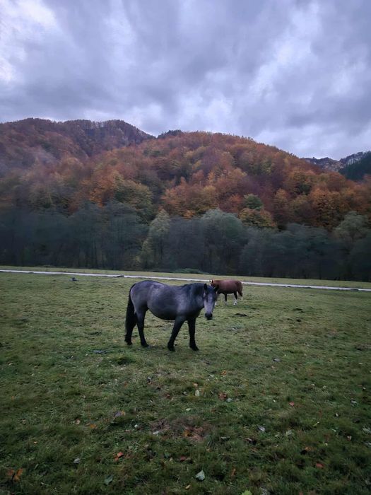 Mânză de vânzare.