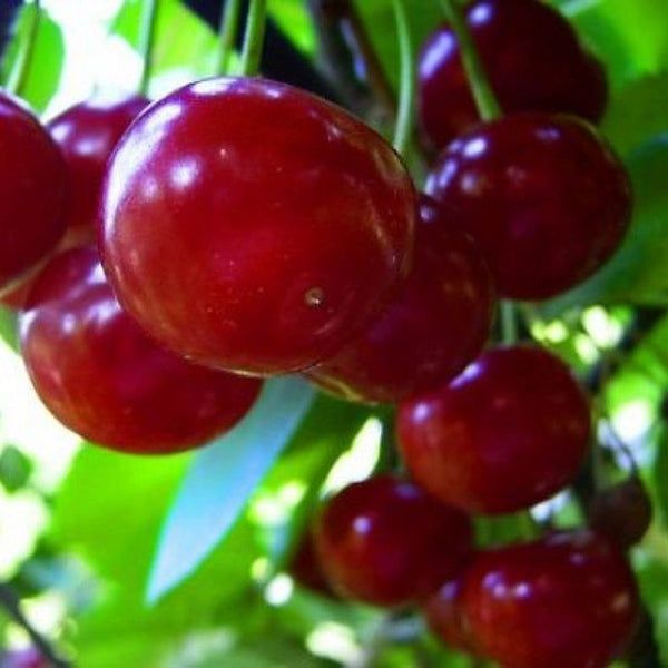 Pomi fructiferi  pitici soiuri de visin dwarf