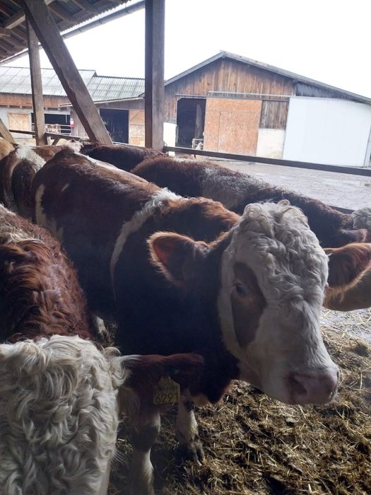 Tauri - rasa Bălțată Românească cu certificate de origine