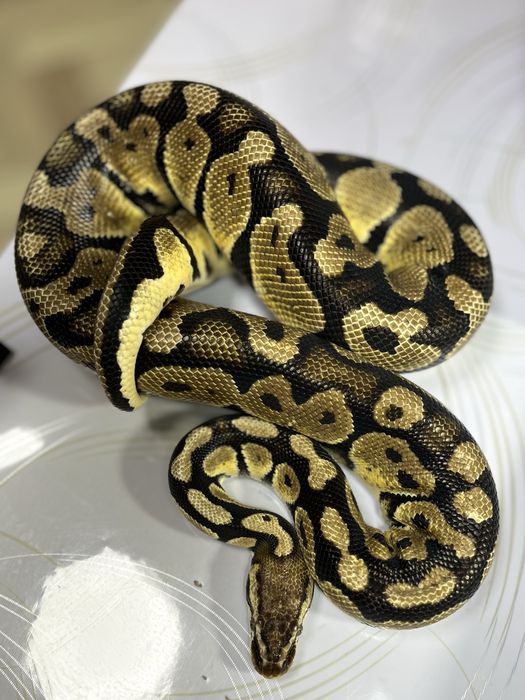 Королевский питон самец