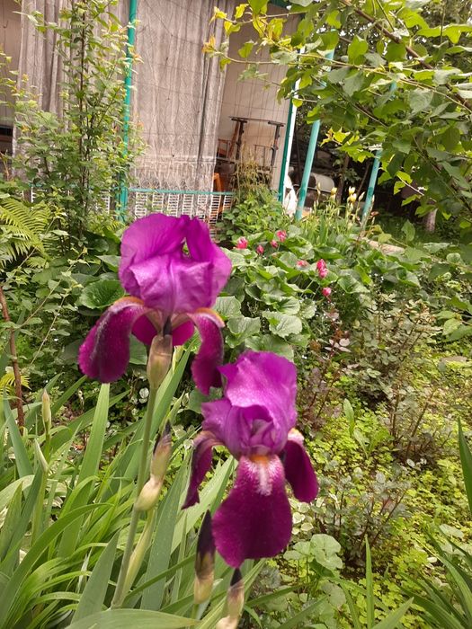 Продам саженцы сливы и садовые цветы