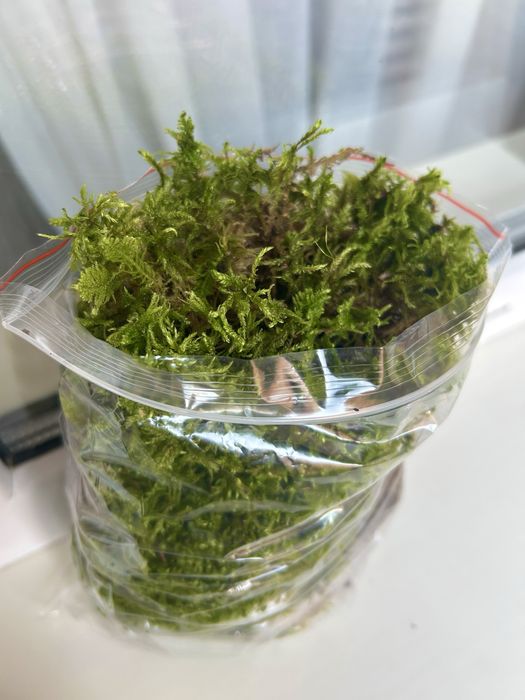 Мох для улиток