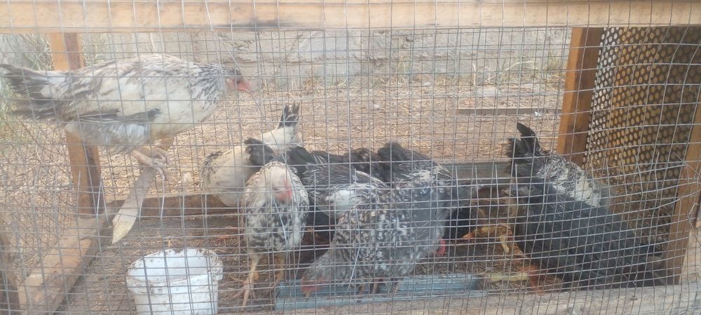 Цыпленок балапандар