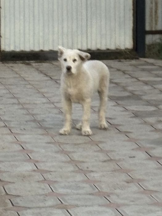 Щенок тяжеловес.