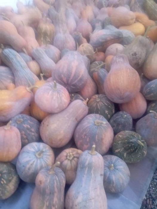 Продам тыкву мантная.