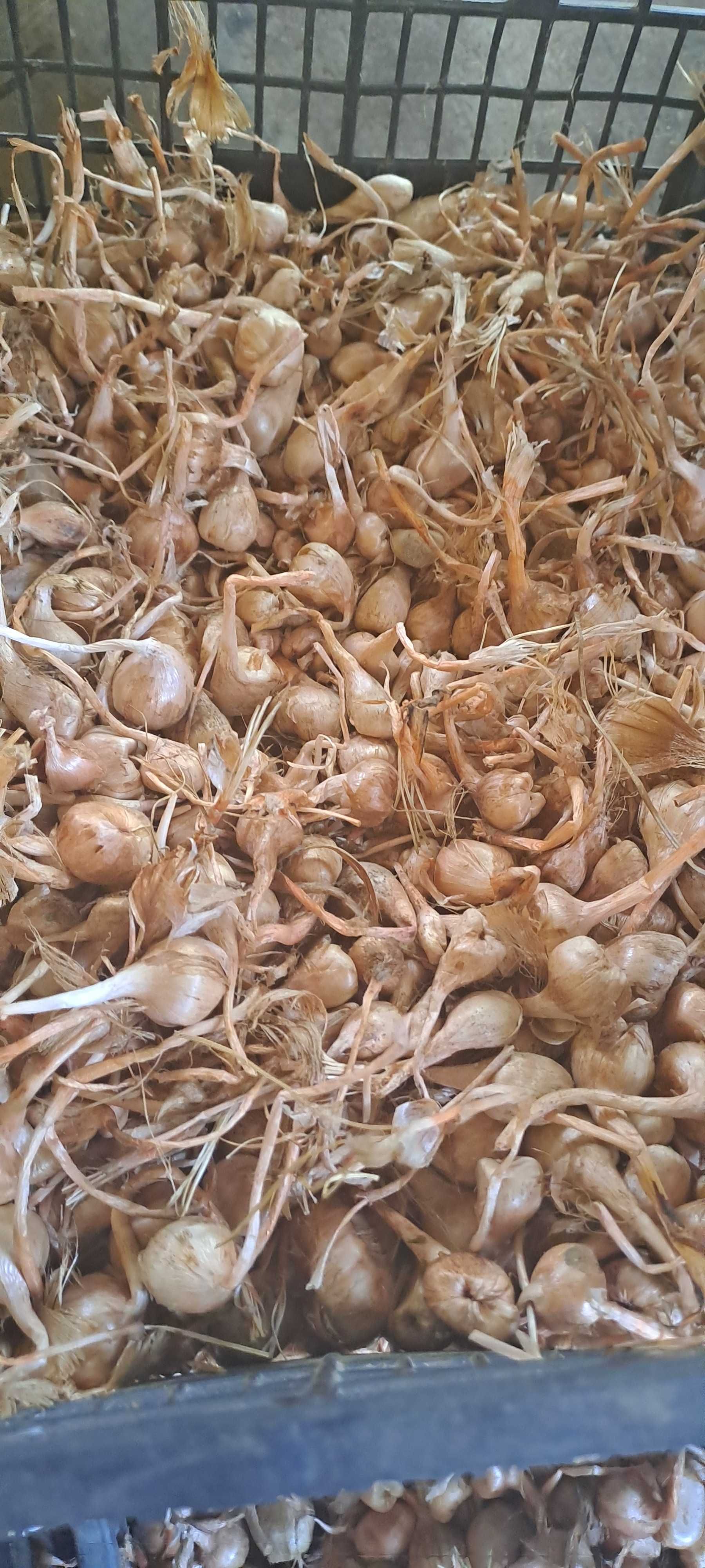 Шафранови луковици