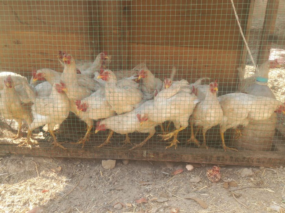 Uyda  boqilgan xurozlar 6 oylik xurozlar