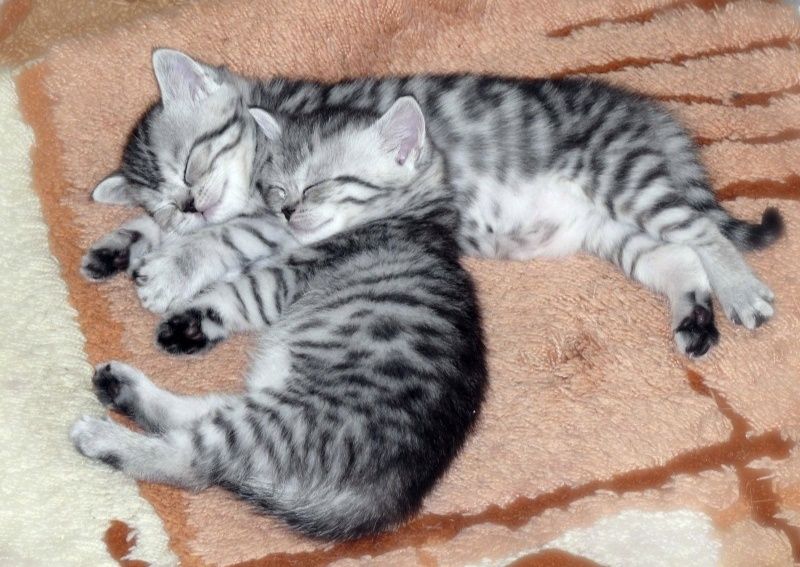 Чистокровные Британские котята