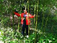 Bambus aclimatizat care ramane verde tot anul