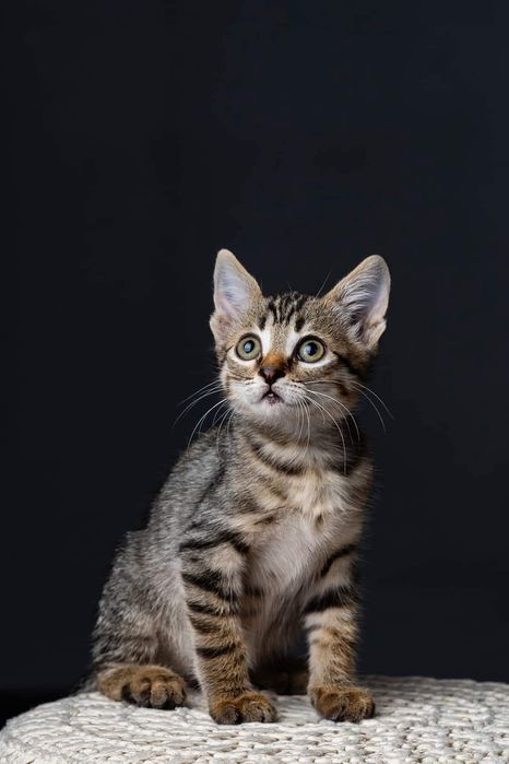 Коте търси своя дом