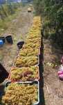 Struguri de vin productia 2025