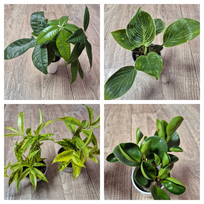 Продам комнатные цветы