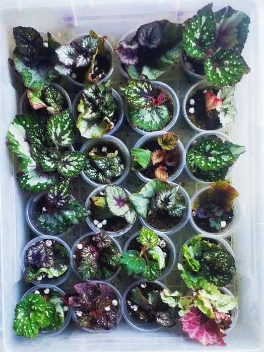 Детки бегоний сортовых