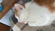 Pet sitter/Ingrijire animalute de companie la domiciliu