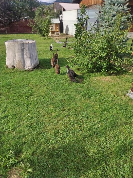 Rațe indiene din 2025