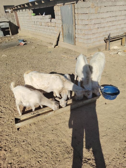 Заанен ешкілер сатылады