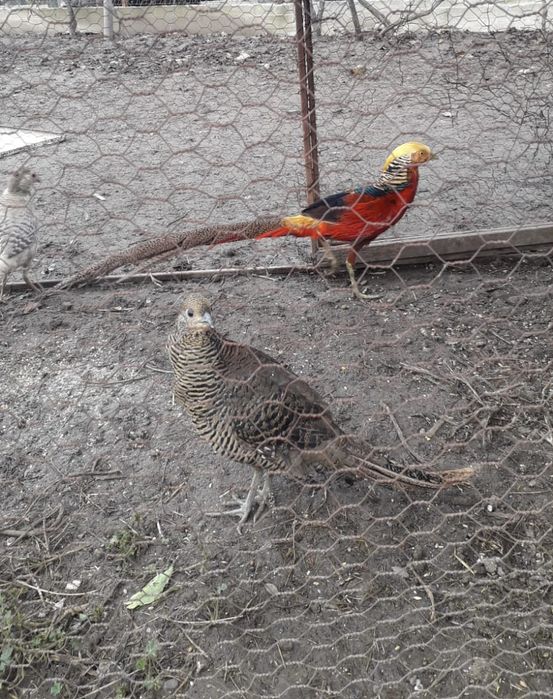 Vând o familie de fazani auriu