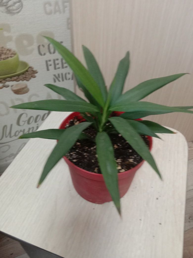 Спешите купить,распродажа