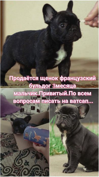 Продам срочно щенка 3 месяца ,, Французкий бульдог ,,