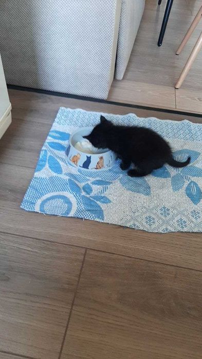 Отдам котенка в хорошие руки