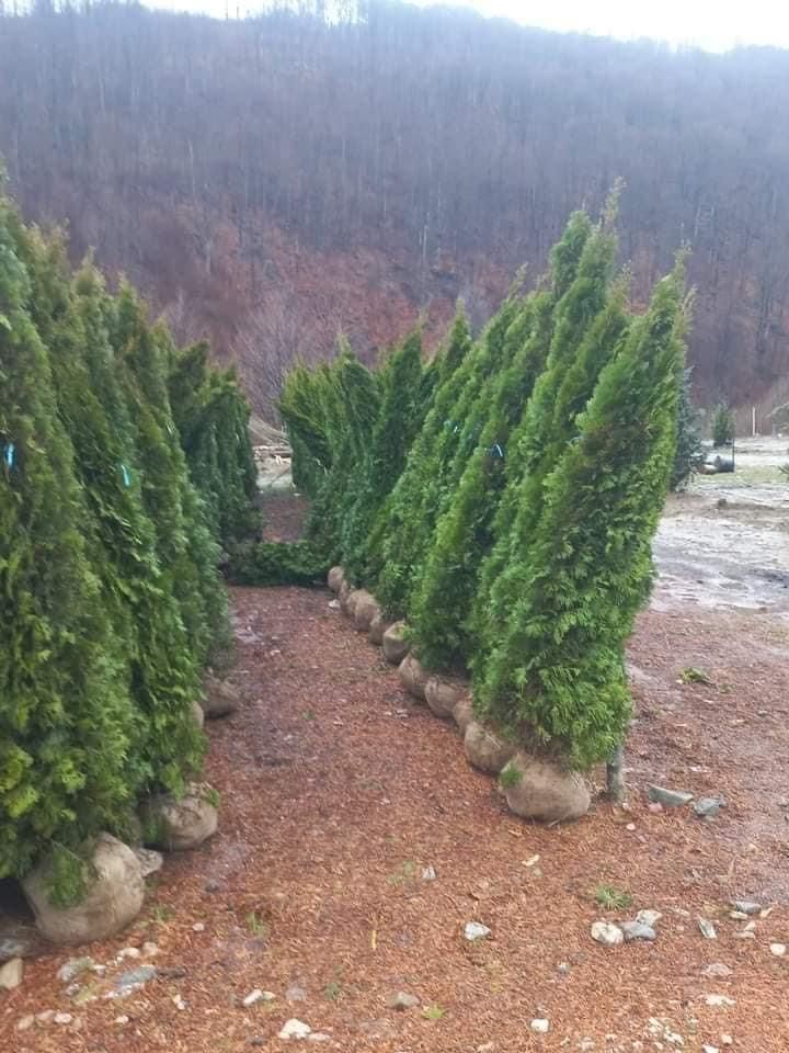 Tuia plante ornamentale diferite specii.Amenajari gradini +montaj