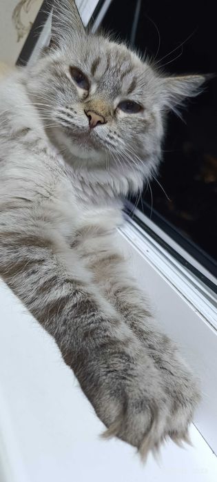 Продам кошку срочно