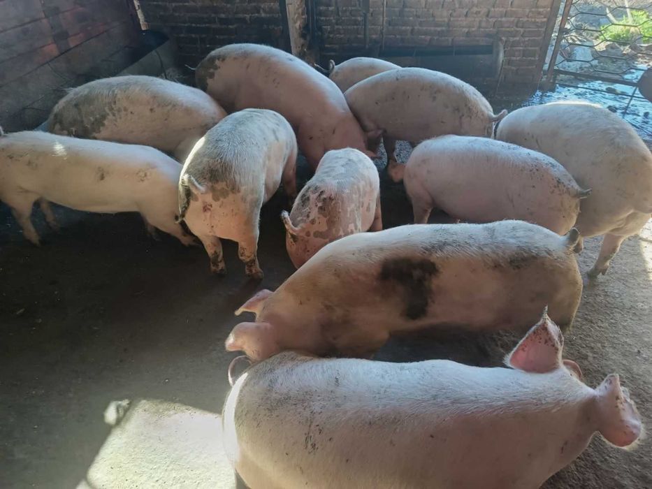 Продавам угоени прасета