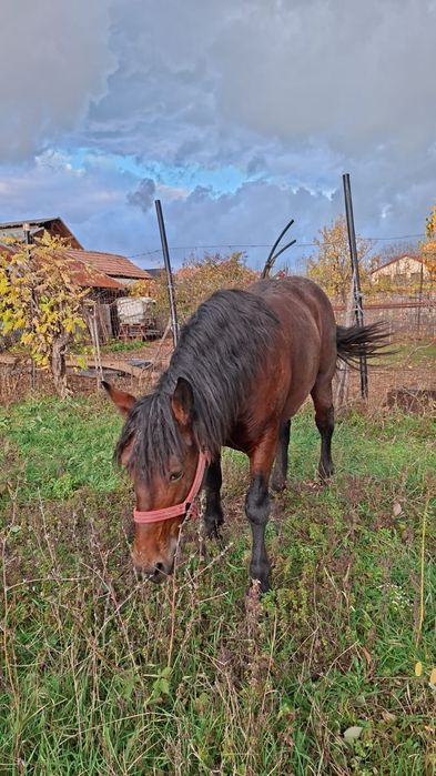 Vând armăsar tanar
