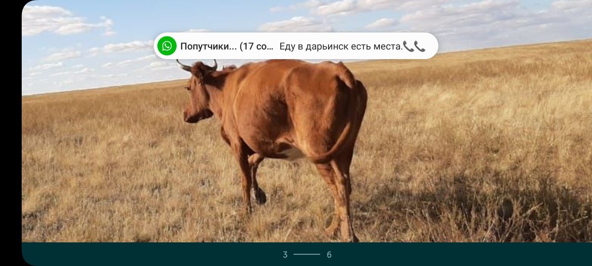 Корова Сиыр Кашар