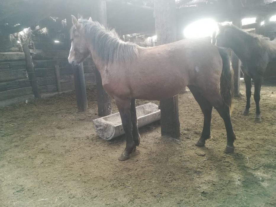 Продаю Лошадь(жеребцы,кобылы)-Сатылады тай 3шт,байтал 1шт