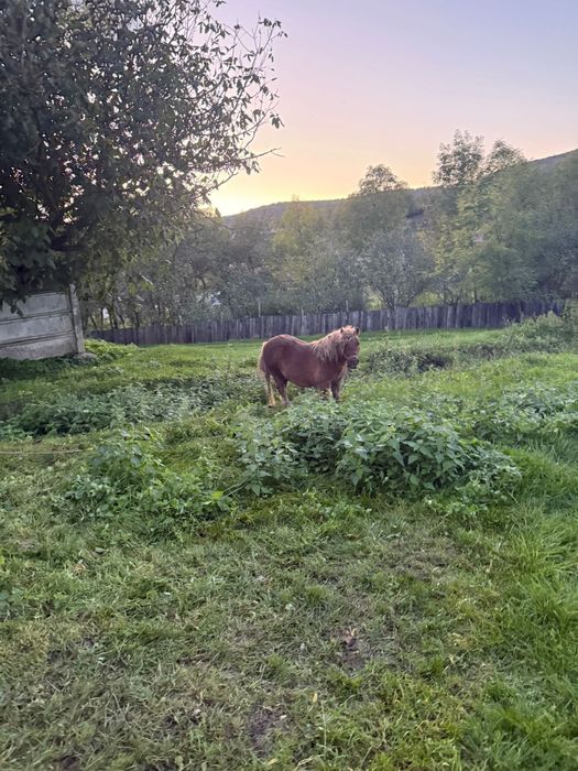 Vând ponei castrat de 5 ani