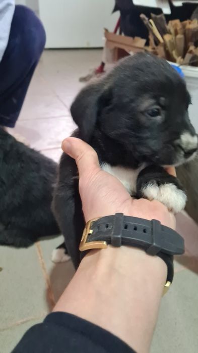 Donez trei cățelușe