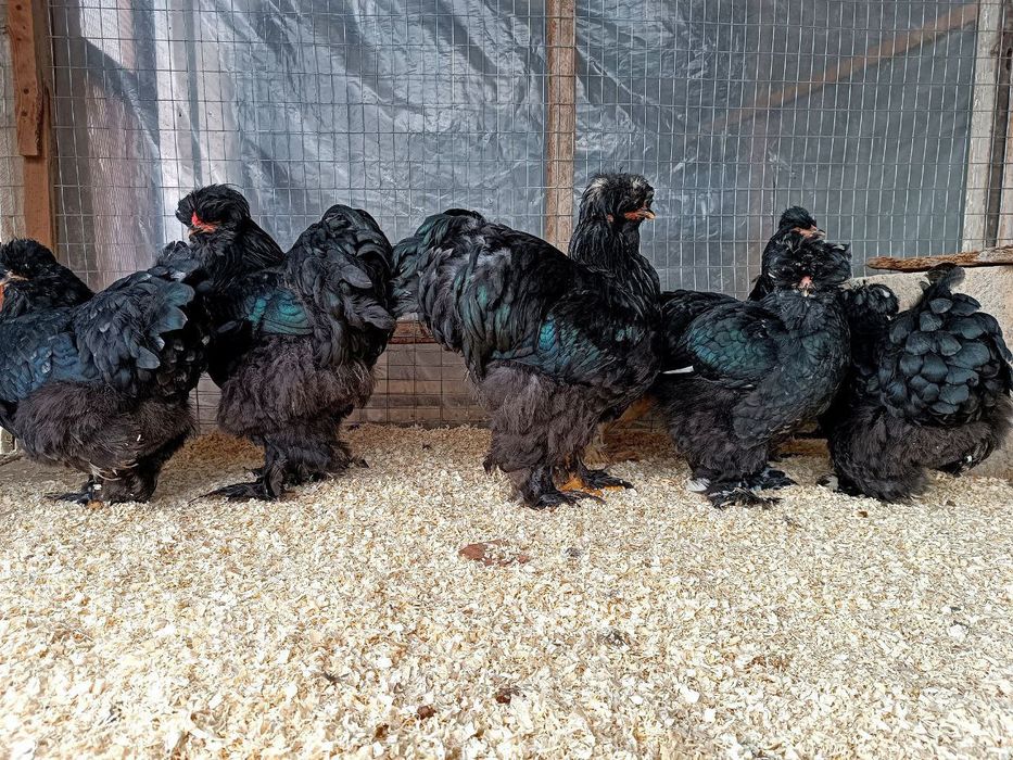 Troyka Brama zotli jujalari sotiladi! 
 1+3 — 3 oylik jujalar
 Sog‘lom