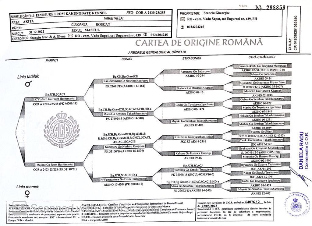 Mascul Akita Inu superb cu pedigree tip A arbitrat