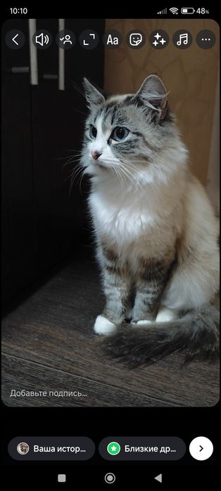 Найдена кошечка.