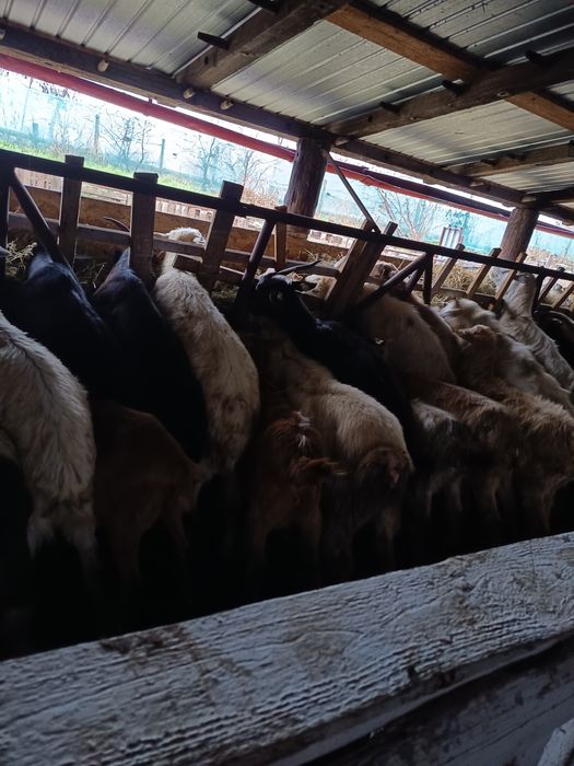 Capre alpina ,alba de banat